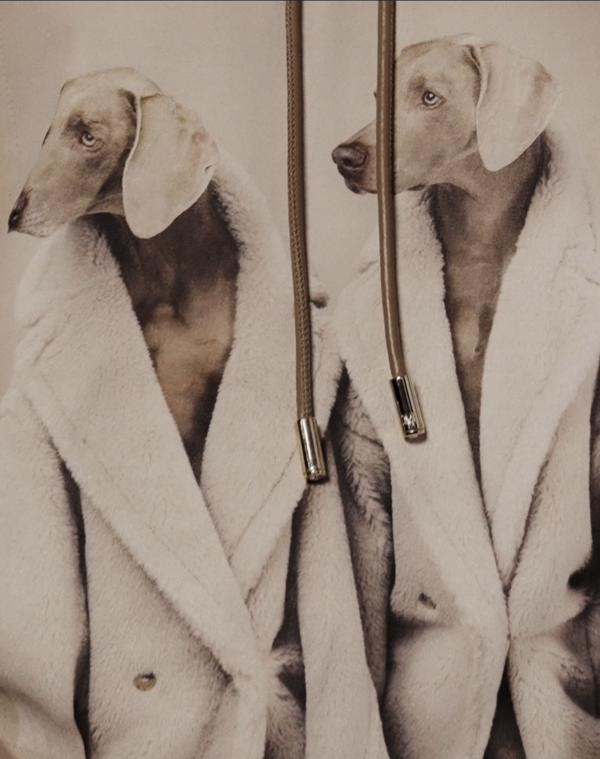 Weimaraner wearing hot sale clothes